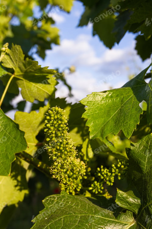 Preview: Close Up Of Small Grapes Early Springtime In Napa Valley