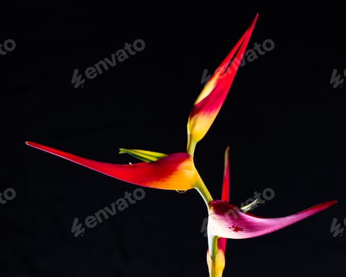 Preview: Close Up Of A Beautiful Tropical Heliconia Latispatha With Vivid Colors Isolated On A Black