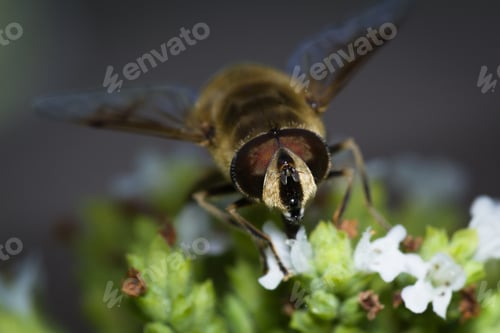 Preview: Close Up Of A Honey Bee Extracting Nectar Form The Blooms On A Oregano Plant In An Organic Garden