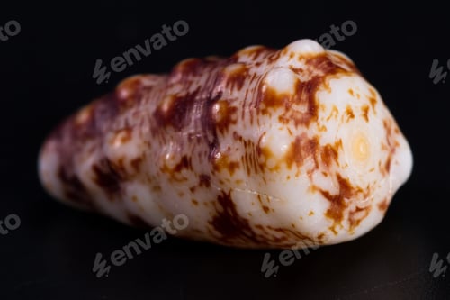 Preview: Colorful Beautiful Sea Shell With Amazing Layers And Details On A Black Background