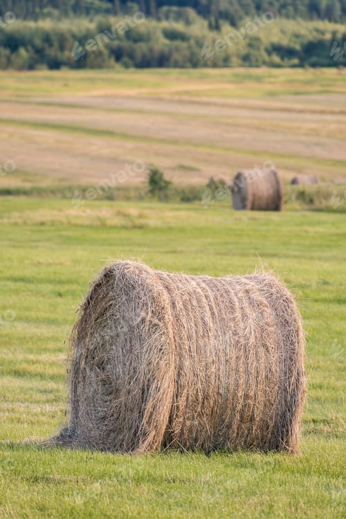 Preview: View Over A Beautiful, Large Agricultural Field Filled With Haystacks On A Late Afternoon In The