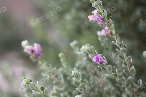 Preview: A Barometerbush Plant With Purple Flowers 0723