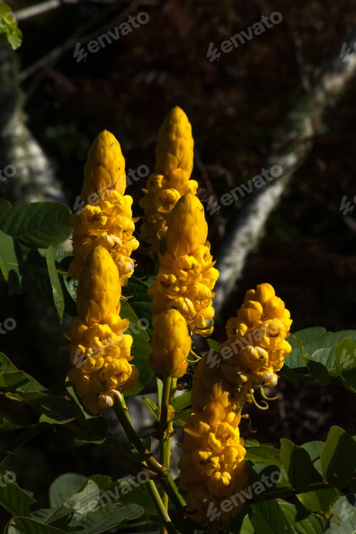 Preview: Flower In The Sunshine With A Golden Spike