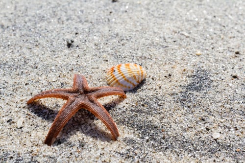 Preview: Orange Starfish On The Beach With A Sea Shell Next To It
