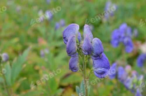 Preview: Floweirng Delphinium Flower Blossoms In A Garden.