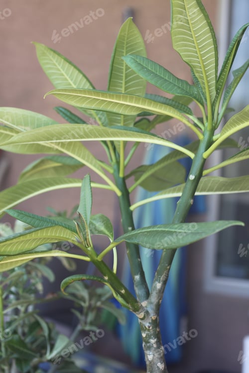 Preview: A Plumeria Rubria Plant With Lush Green Leaves 0664