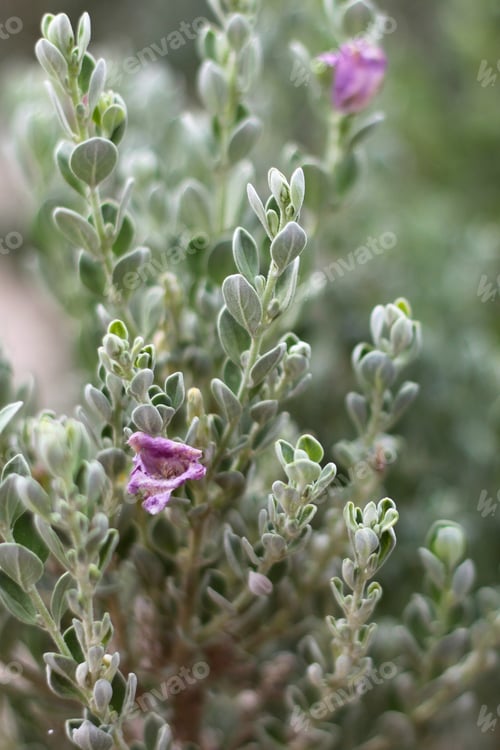 Preview: A Leucophyllum Fructescens Cenizo Plant With Purple Flowers 0745