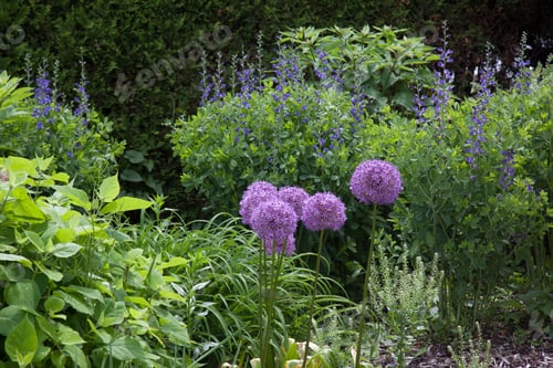 Preview: Purple Flowers In A Garden