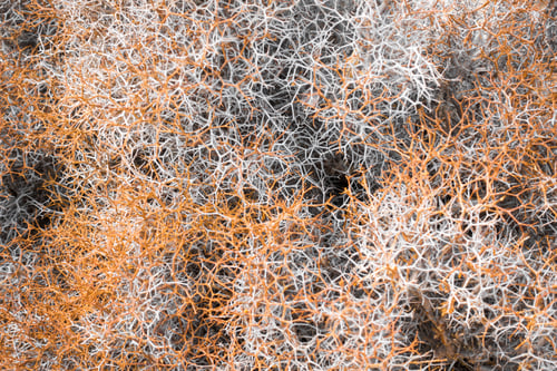 Preview: Full Frame Of Shot Of Plant Roots
