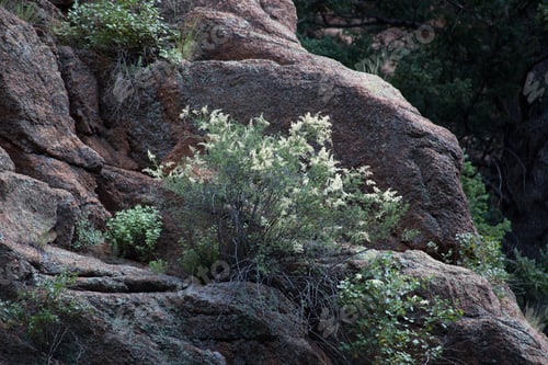 Preview: Tree Growing Out Of A Rocky Hillside