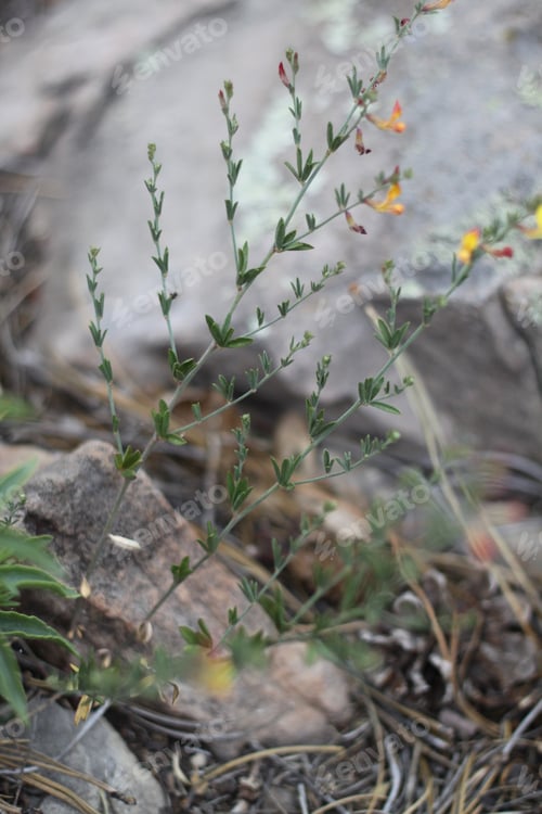 Preview: A Clump Of Desert Rock Pea Flowers 8198