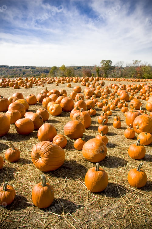 Preview: Field Full Of Large Pumpkins In The Countryside