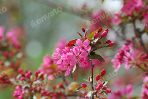 Preview: Hot Pink Flowering Cherry Blossom In Washignton Dc.