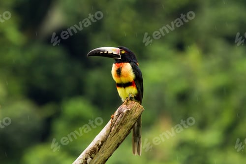 Preview: Aracari Toucan Perched On A Branch In The Rainforest Of Belize