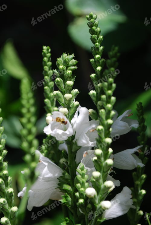 Preview: Very Pretty Flowering White Obedient Plant Blooming In A Garden.