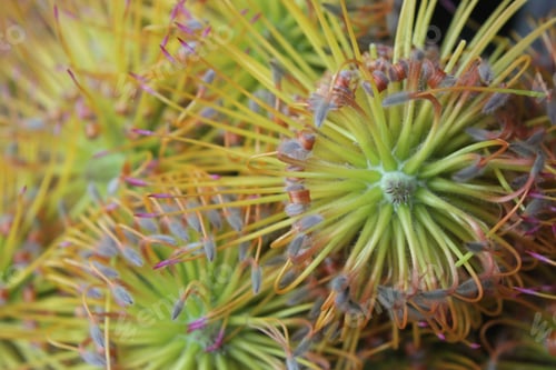 Preview: A Cluster Of Yellow Bird Nodding Pincushion Flowers 7460