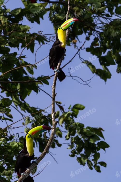 Preview: Wild Keel Billed Toucans In Costa Rica With Vivid Colors On Their Chest And Bills.