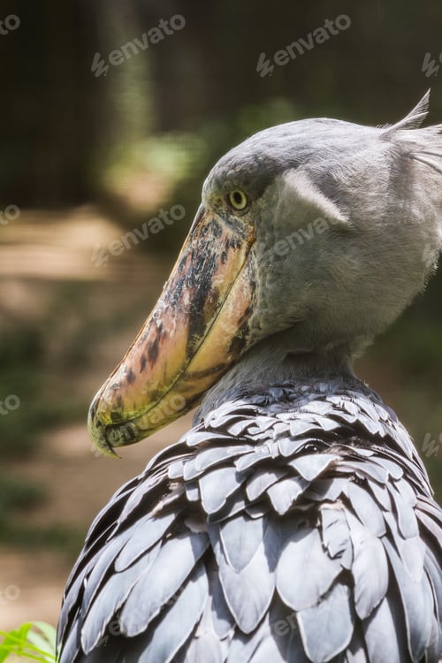 Preview: Closeup Of A Shoebill Stork, In Captivity At A Zoo In Florida
