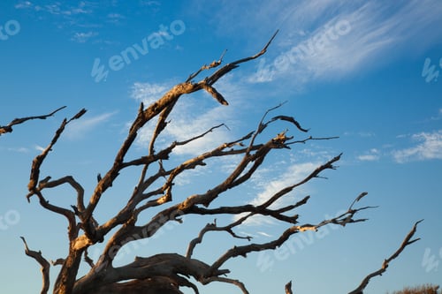 Preview: Tree Against The Sky