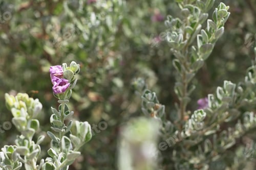 Preview: A Barometerbush Plant With Purple Flowers 0623