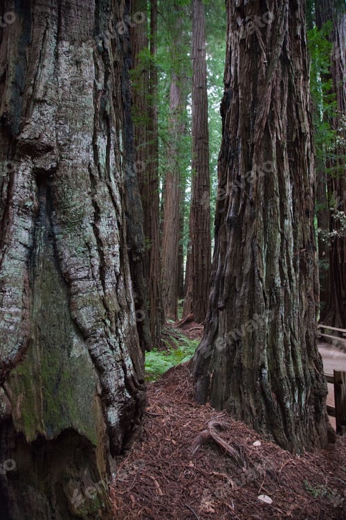 Preview: Redwood Trees In Muer Woods