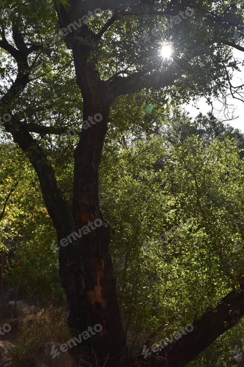 Preview: Sun Shining Through A Burned Tree Showing Signs Of Life.