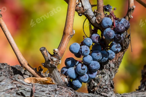 Preview: Bunch Of Grapes Left On The Vine After The Harvest With A Colorful Autumn Background