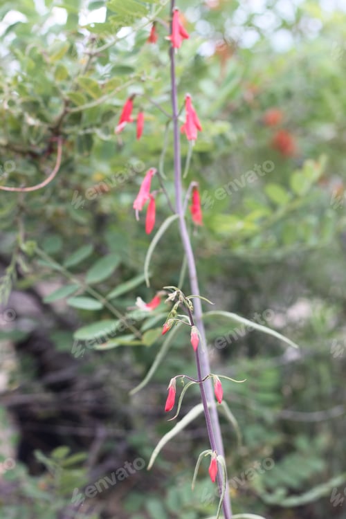 Preview: A Firecracker Penstemon With Pink Flowers 8352
