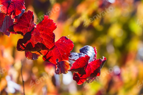 Preview: Beautiful Red Leaves On A Vineyard In Alexander Valley California Backlit By The Early Morning