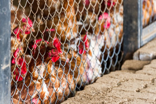 Preview: Close Up Of A Group Of Chickens Tightly Packed In A Small Room Behind A Fence In A Small Poultry