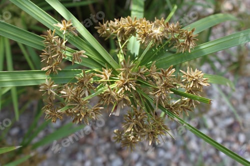 Preview: A Grass Bush With A Cluster Of Seeds 5155
