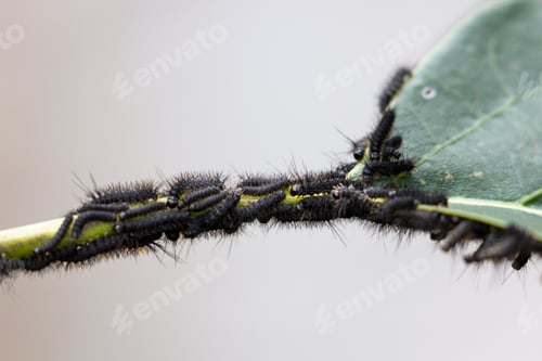Preview: Close Up Of A Cluster Of Small Black Caterpillars On A Tropical, Plant