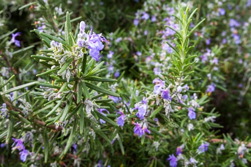 Preview: Close Up Of A Blooming Rosemary Plant In An Outdoor Garden Of Edible Landscape