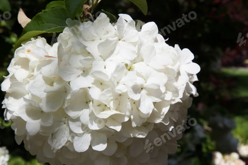 Preview: White Flowers From The Chinese Snowball Tree