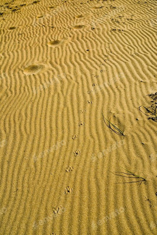 Preview: Golden Background Of Rippled Sand With Bird And Human Footprints With Some Grasses Sprouting From