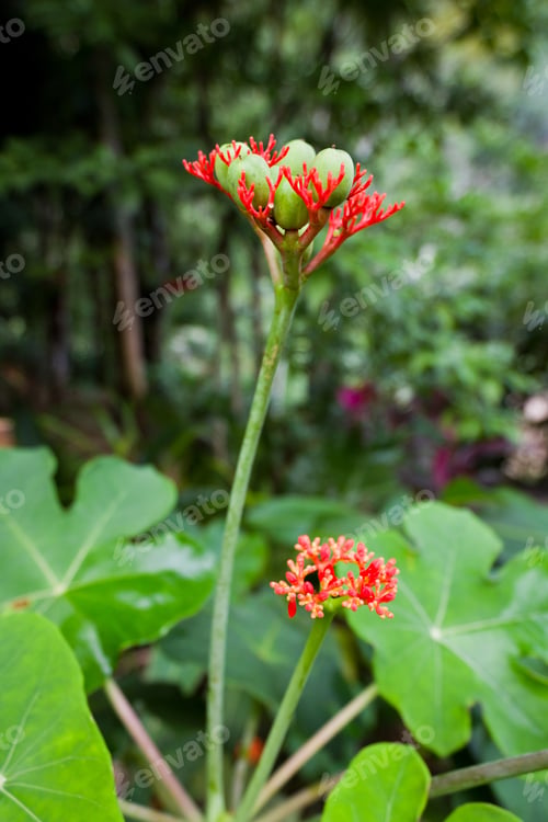 Preview: Wild Tropical Flower On A Green Plant In Belize