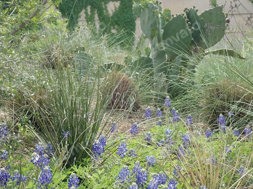 Preview: Field Of Blue Bonnets In Grass
