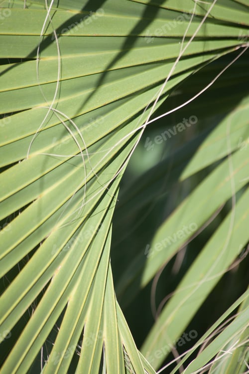 Preview: A Curved Palm Branch Making An Abstract Pattern