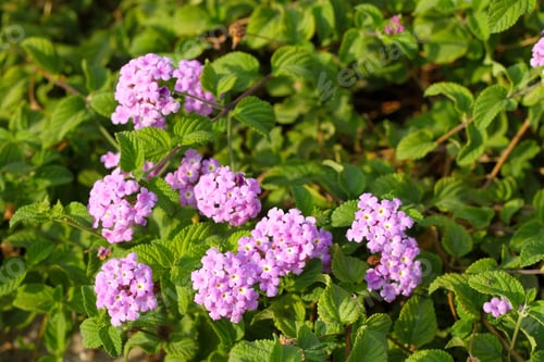 Preview: A Lantana Camara Bush With Purple, White And Yellow Flowers. 4026