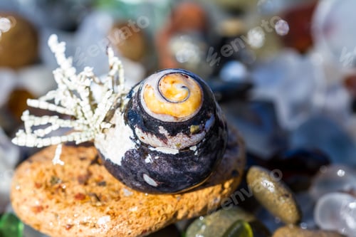 Preview: Close Up Of A Sea Snail That Made Fort Bragg, An Old Dump Site, Its Home, A Test For Ecological And