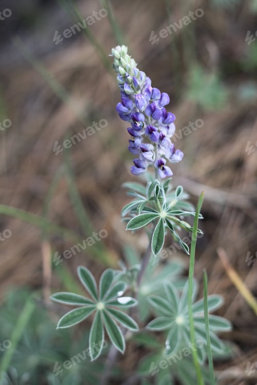 Preview: A Lupinus Sparsiflorus Plant With Flowers 8875