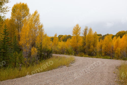 Preview: Fall Leaves Beside A Dirt Road