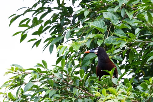 Preview: Wild Passerine Bird Known As An Oropendola Perched On A Tree In Costa Rica