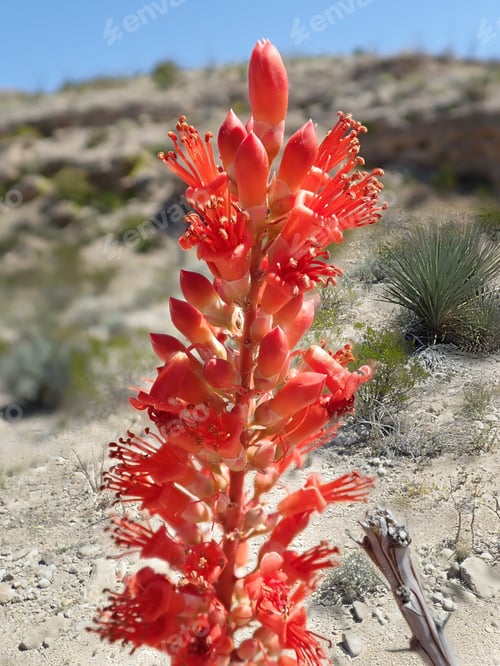 Preview: Close Up Of A Red Ocotillo Cactus Blooming