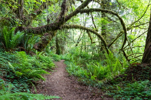 Preview: Walking Trail In A Green Lush Forest Of Northern California