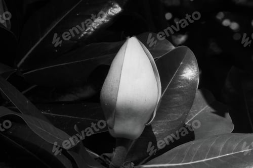 Preview: Magnolia Blossom In Black And White