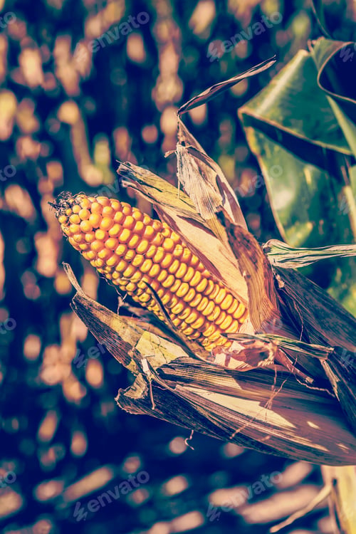 Preview: Corn Field