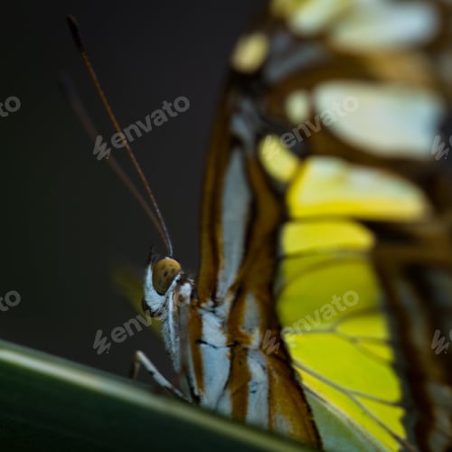 Preview: Macro Of A Tropical Butterfly Resting On A Leaf In The Rainforest Of Costa Rica