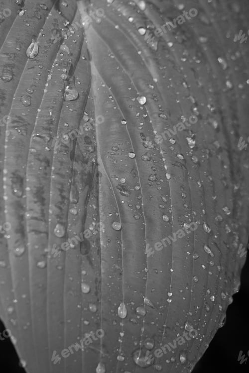 Preview: Leaf Wet With Dew In Black And White