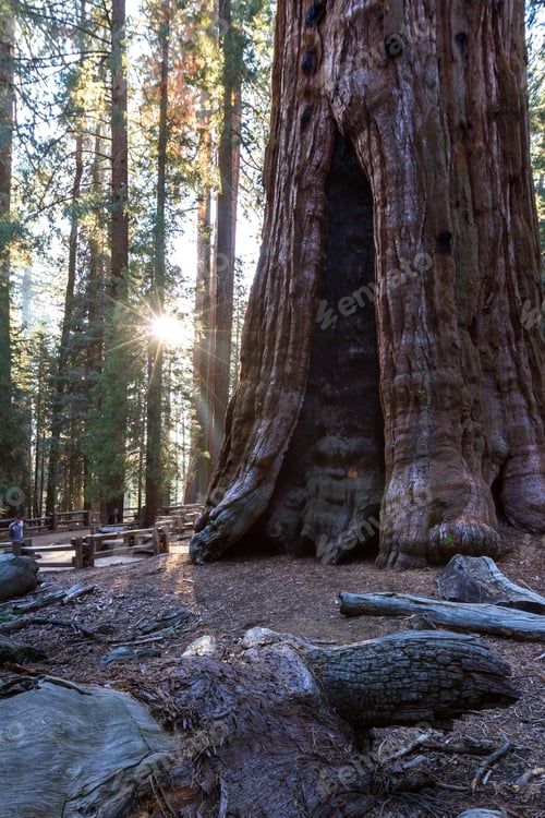 Preview: Sequoia Np, California - November 14: People Walking Around General Sherman. With A Starburst From
